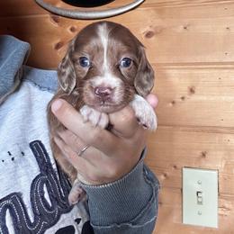 Girl 3 - Dapple female Dachshund puppy in Cheyenne, Wyoming from Great Basin Hounds