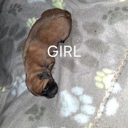 Apricot Girl 2 - Apricot female Mastiff puppy in Uhrichsville, Ohio from Angela's Mastiffs