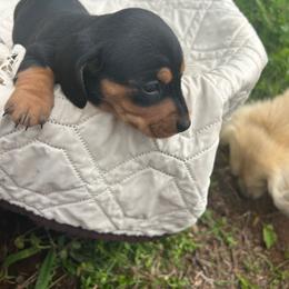 Flower - Black and tan female Dachshund puppy in Tahlequah, Oklahoma from Love Some Dogs Dachshunds & Cavalier King Charles Spaniels,Cavapoos