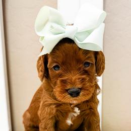Blossom - Red  female Goldendoodle puppy in Peoria, Arizona from Cactus Doods