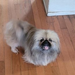 Pekingese from Pekingese Dynasty