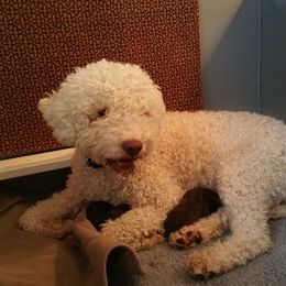 Lagotto Romagnolo All Grown Up from Flying Curls Lagotto Romagnolo