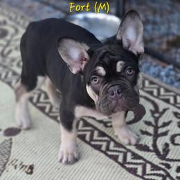 Fort - Black and tan male French Bulldog puppy in East Berlin, Pennsylvania from Stoney Point Frenchies