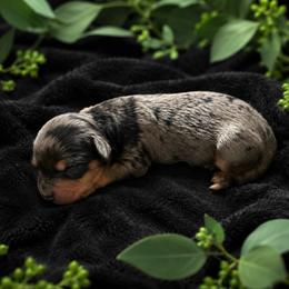 Primrose - Merle female Cavapoo puppy in Battle Lake, Minnesota from Panda Puppies