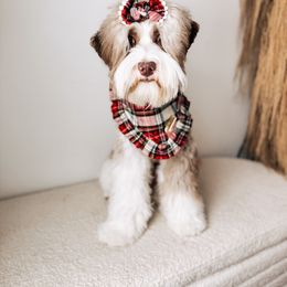 Australian Labradoodle puppies from The Doodle Cove