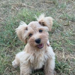 Maggie Mae - Wheaten female Miniature Schnauzer puppy in Groesbeck, Texas from Ranch 4M