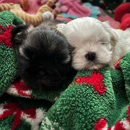 Shih Tzu puppies from Saraya’s Shih Tzus