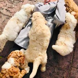 Goldendoodle Puppies from Bluebell Goldendoodles