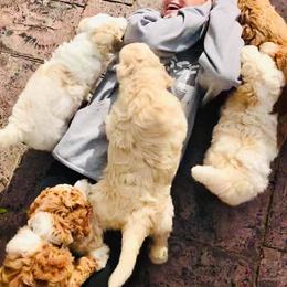Goldendoodle Puppies from Bluebell Goldendoodles
