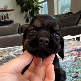 Black and tan light marked tan - Black and tan male Cocker Spaniel puppy in Texas from Sisu Cockers
