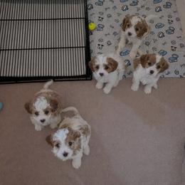 Cavapoo puppies from Crystal Coast Cavapoodles