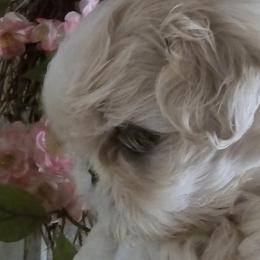 Shih Tzus from Debbie's Darling Shih Tzus