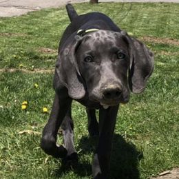 Weimaraners from Muskie Weimaraners