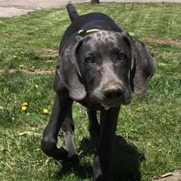 Weimaraners from Muskie Weimaraners
