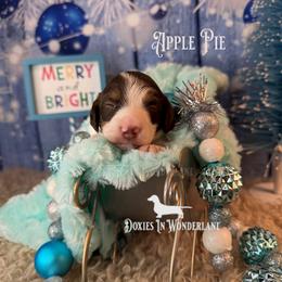 Apple Pie - Chocolate and tan male Dachshund puppy in Rainier, Oregon from Doxies in Wonderland