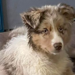 German Shepherds and Miniature American Shepherds from Schmidt’s Vom Vollen Haus