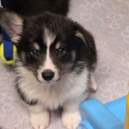 Outlaw - Black and tan male Pembroke Welsh Corgi puppy in Charleston, Arkansas from Hilltop Corgis