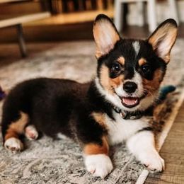 Pembroke Welsh Corgi Puppies from Bear Creek Corgis