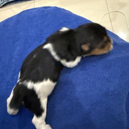 Yorkshire Terrier Puppies from Kelvin A.