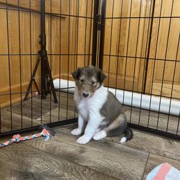 Collie Puppies from Jolly Collies