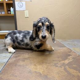 Daisy McCarty - Dapple female Dachshund puppy in Irving, Texas from DFW Dachshunds by G & S