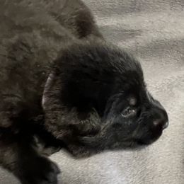Girl 2 - Black female German Shepherd puppy in Sharon Grove, Kentucky from Julie’s Shepherds