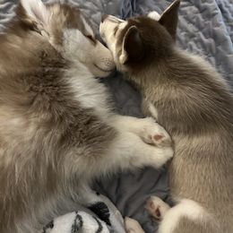 Siberian Husky Puppies from TRUHUSKY SIBERIANS