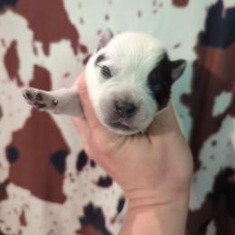 Wrangler - Blue speckled male Australian Cattle Dog puppy in Tulsa, Arkansas from Red Desert Australian Cattle Dogs