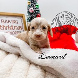 Leonard - Chocolate and cream male Dachshund puppy in Prairieville, Louisiana from Southern Barron Danes & Dachshunds