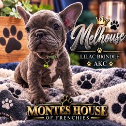 Melhouse - Blue male French Bulldog puppy in Avondale, Arizona from Montes House of  Frenchies