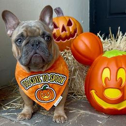 Bali - Blue fawn male French Bulldog puppy in Miami, Florida from Oceanside French Bulldogs