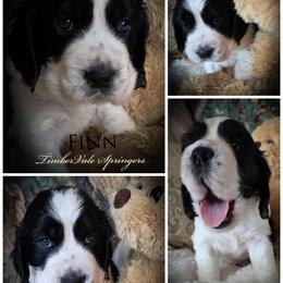Boy 2 'Finn' - Black and white male English Springer Spaniel puppy in Silverdale, Washington from TimberVale Springers