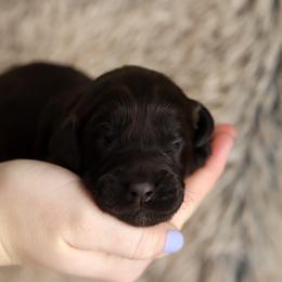 Yellow - Chocolate male Australian Labradoodle puppy in Williamstown, New York from Lewis Manor Labradoodles