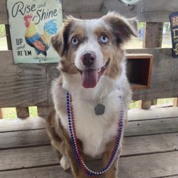 Miley - Miniature Australian Shepherd