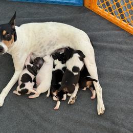 Rat Terrier Puppies from Kelly’s Ratters