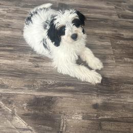 Roux - Black and white female Bernedoodle puppy in Eagle Mountain, Utah from Fur Real Puppies.