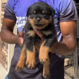 Pink Girl - Black and mahogany female Rottweiler puppy in Brandenburg, Kentucky from Boss Rottweiler Haus