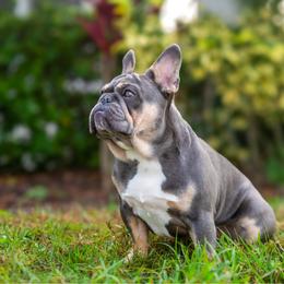 Zumo - French Bulldog