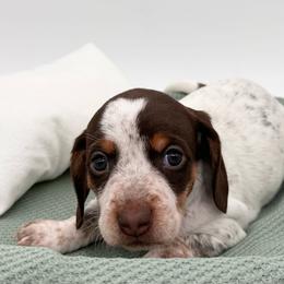Monica - Dapple female Dachshund puppy in Ben Wheeler, Texas from P&P Dachshunds