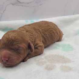 Maggie - Red  female Poodle puppy in Kannapolis, North Carolina from Carolina Poodle Palace