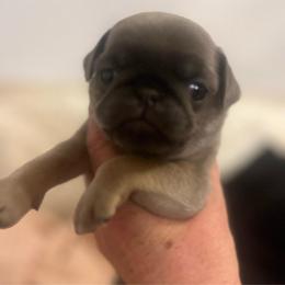 Georgia Steele, Blue girl - Silver female Pug puppy in Onalaska, Washington from Cupid’s Pugs