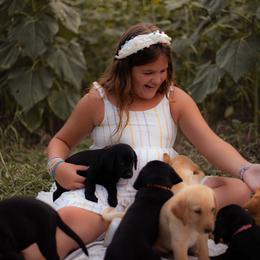 Labrador Retriever Puppies from UC Labradors
