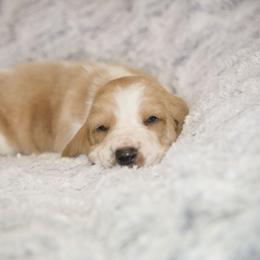 Tommy Joe - Lemon and white male Basset Hound puppy in Middle Ga 1.5 Hrs From Atlanta, Georgia from Mountain Ridge Basset Hounds