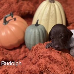 Rudolph - White and liver German Shorthaired Pointer puppy in Weeki Wachee, Florida from River Ridge GSP