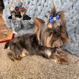 Yeti - Black and tan male Yorkshire Terrier puppy in Bloomingdale, Georgia from Harrington Yorkies
