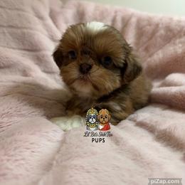 Daphne - Liver and white female Shih Tzu puppy in Walkertown, North Carolina from Lil’ Bit’s Shih Tzu