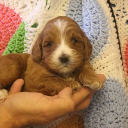 Australian Labradoodle Puppies from Labradoodle Story Tails