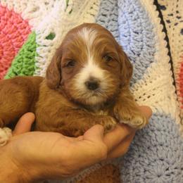 Australian Labradoodle Puppies from Labradoodle Story Tails