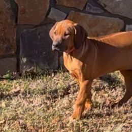 Orange - Rhodesian Ridgeback puppy from Running From Reality Ranch & Ridgebacks