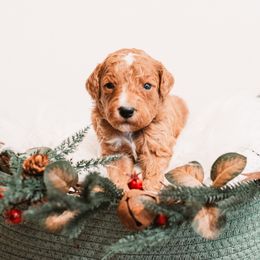Rudolph - Red  male Goldendoodle puppy in Lima, Ohio from Hommel’s Mini Darling Doodles